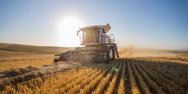 Wide angle view of a combine harvester harvesting wheat on a wheat field on a farm in the Swartland in the Western Cape of South Africa